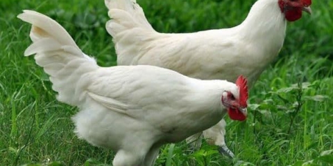 Bress gali kokoši - opis pasmine i recenzije